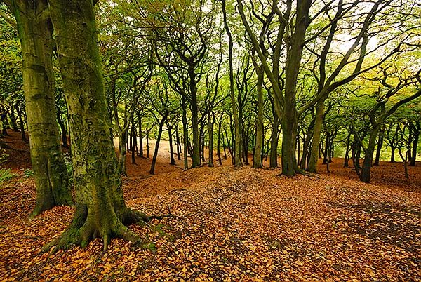 Tandle Hill Country Park